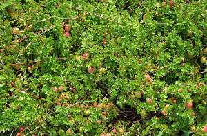 Cranberry groundcover Photo courtesy Susan Maslowski