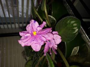 A pink and purple-spotted African violet hybrid from the violet barn.
