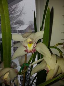 A cymbidium orchid is a recent acquisition to my collection.