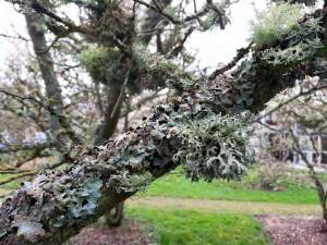 A lichen covered tree in Seattle.  