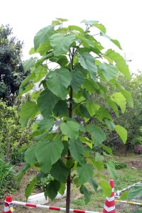 Paulownia_tomentosa_2009_by_CR