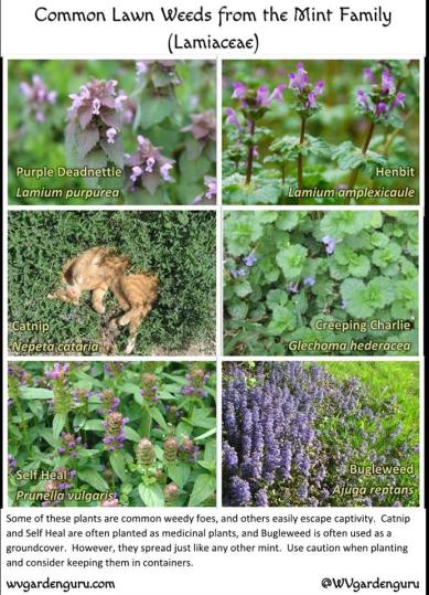 11181175_1099742783385614_5401850539094699310_n