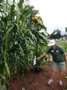 MG Viva shows off the Bloody Butcher heirloom corn growing in the demonstration garden at the state fair.