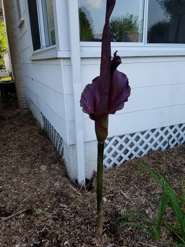 13241303_10104033243225299_5722249492610482236_n